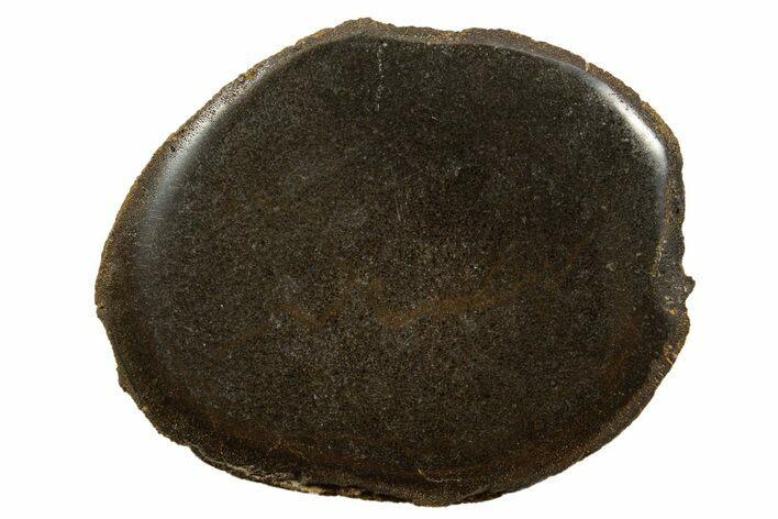 Polished Pliosaur (Stretosaurus) Bone Slab - England #316863